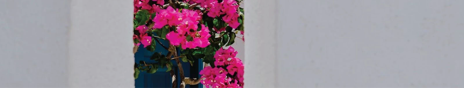 Project Banner